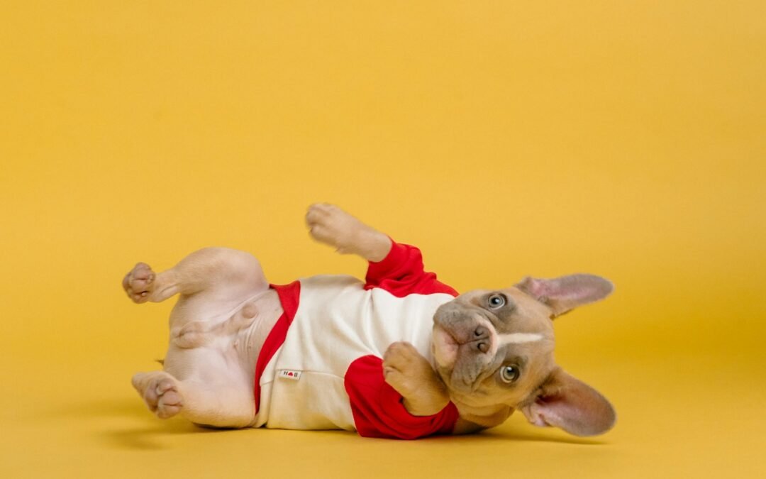 Why Your Dog Isn’t a Walking Wardrobe: The Case Against Dressing Up Your Pup
